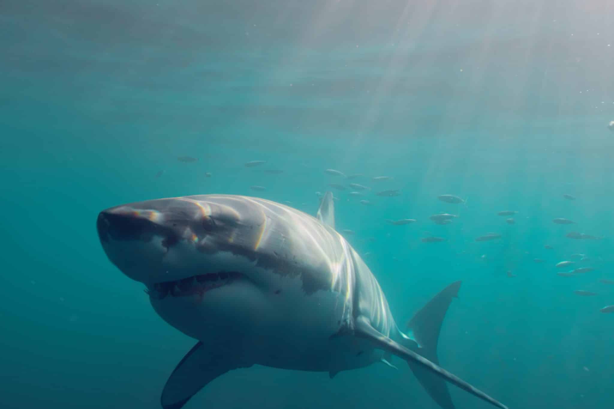 New trailer for new shark movie 'The Reef: Stalked'